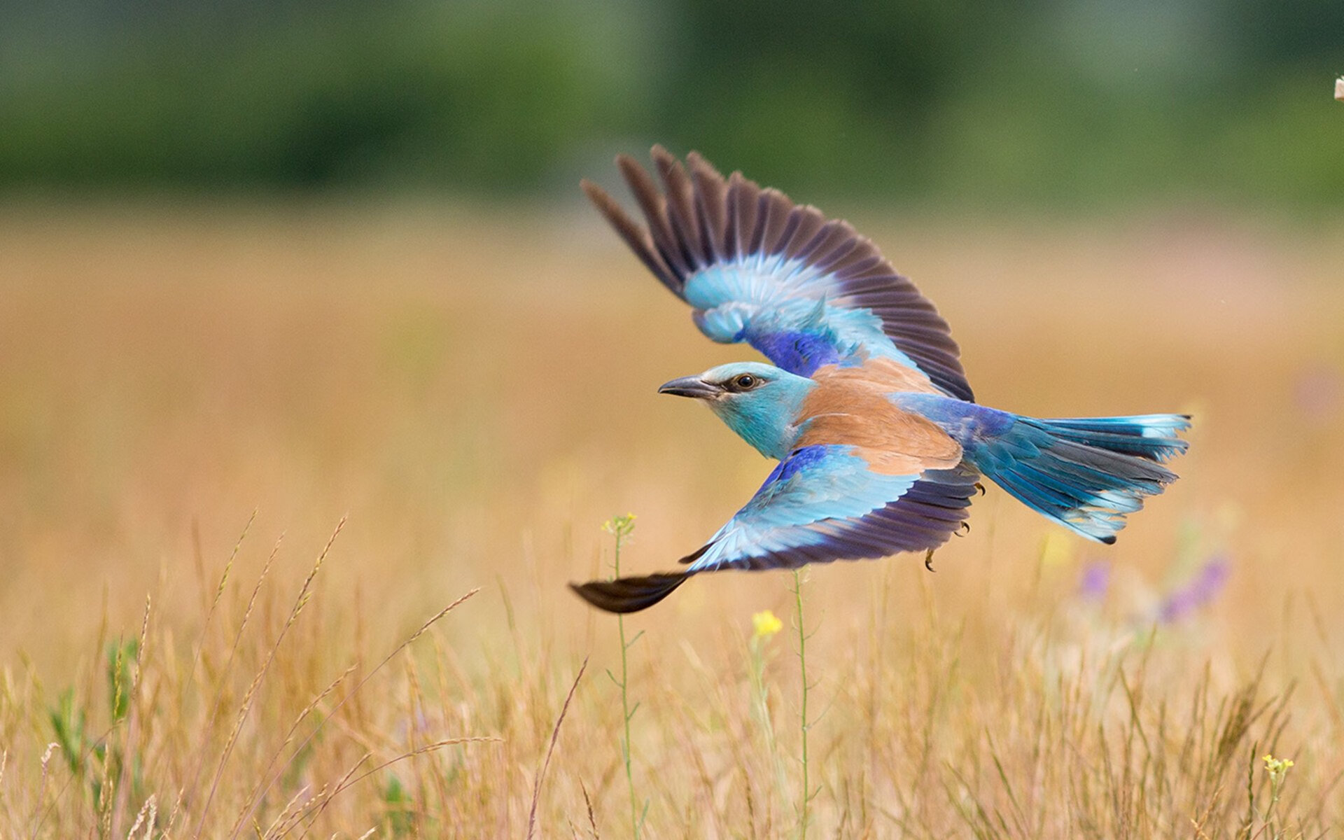 普拉提课程在企业员工健康管理中应用广泛，普拉提在运动康复领域的应用