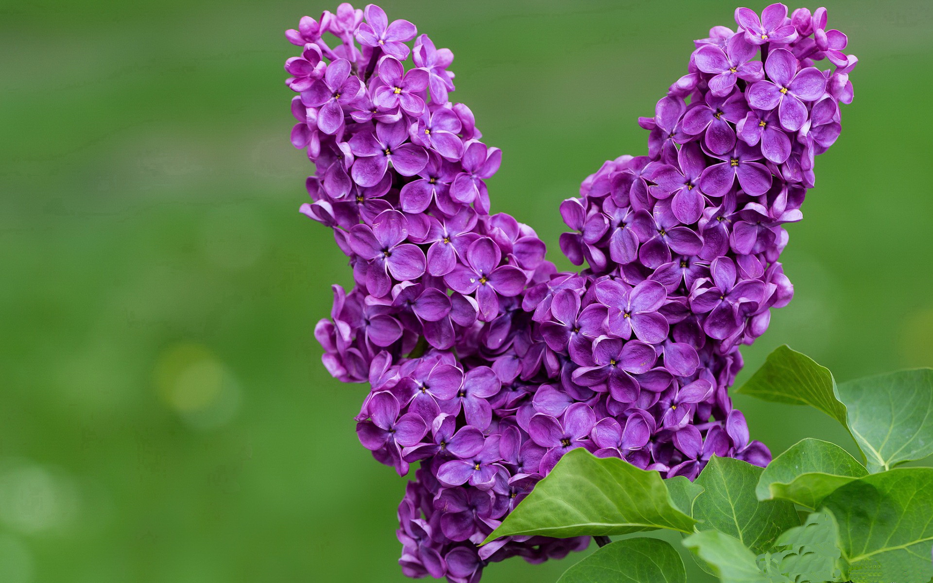 开云体育官方网站-【费城费城人队的坚韧】伤兵满营依旧坚不可摧，费城是啥