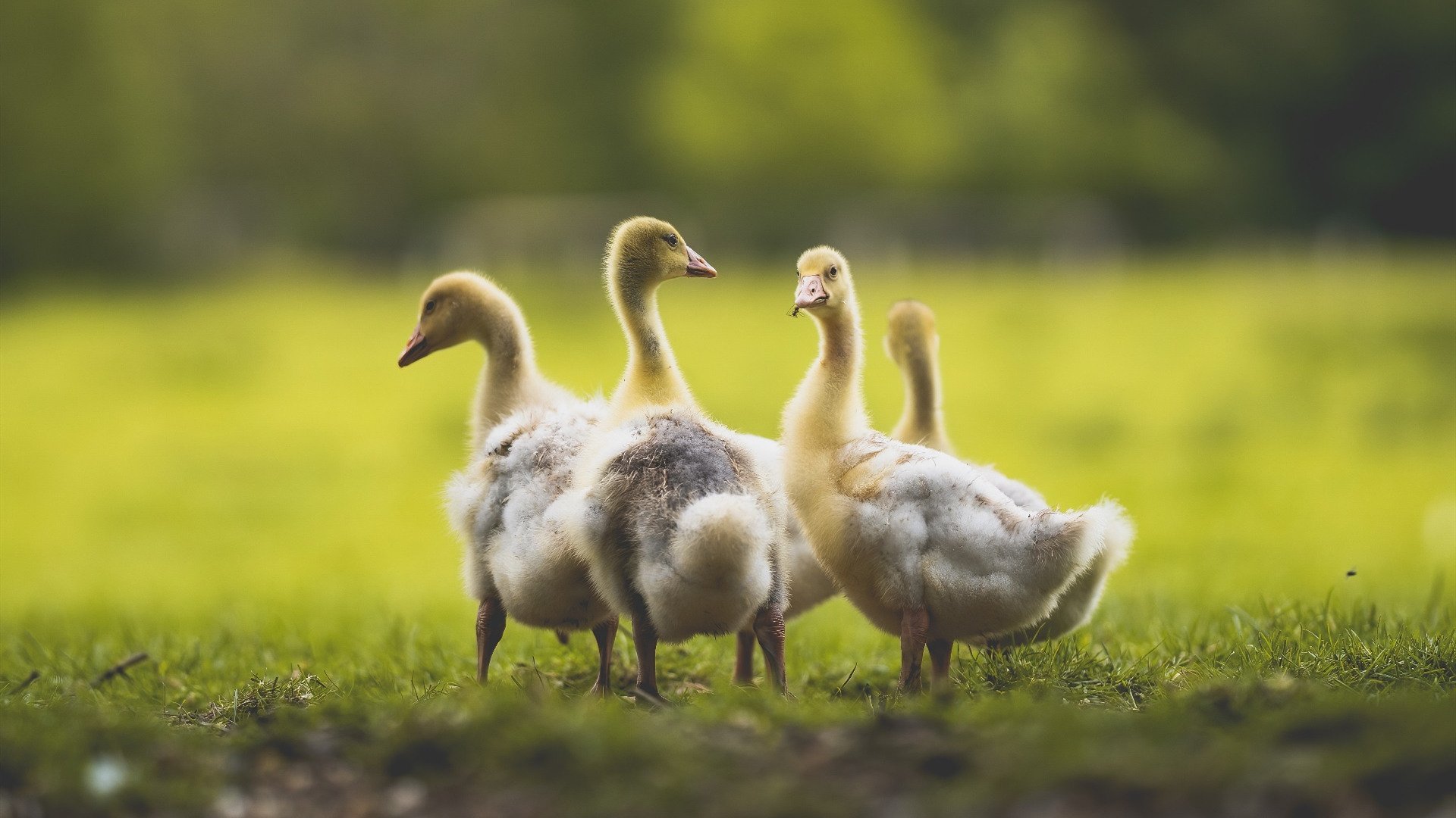 kaiyun网站-奥运半决赛：阿根廷再战巴西，烽火重燃，奥运会阿根廷夺冠视频